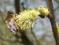 Preview: Männliche Blüte der Salix aurita