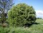 Preview: Salix aurita in der freien Landschaft