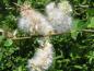 Preview: Früchte von Salix aurita im Juni