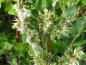 Preview: Salix aurita - Fruchtstand