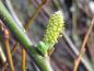 Preview: Blüte von Salix aurita