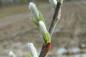 Preview: Kätzchen im April von Salix balsamifera mas