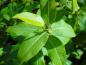 Preview: Triebspitze von Salix balsamifera mas