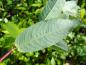 Preview: Die helle Blattunterseite von Salix balsamifera mas