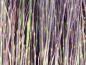 Preview: Triebspitzen von  Salix balsamifera mas im März