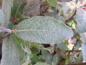 Preview: Salix brachycarpa