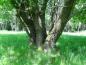Preview: Der Stammfuß einer mehrstämmigen Salix caprea - Salweide