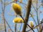 Preview: Blüten der Kätzchenweide