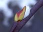 Preview: Anfang Dezember öffnet sich langsam die Blütenknospe von Salix Silberglanz