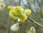 Preview: Nahaufnahme der Blüte von Salix cinerea