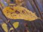 Preview: Gelbes Herbstlaub bei Salix cinerea