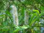 Preview: Die aufgeblühten Kätzchen der Salix cinerea kurz vor dem Samenflug