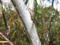 Preview: Glatte Rinde des Salix daphnoides Praecox