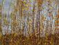 Preview: Salix daphnoides Praecox färbt sich im Herbst gelb.