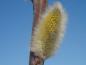 Preview: Salix daphnoides Praecox: Blüte Ende Februar