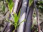 Preview: Salix daphnoides Praecox mit Sommerlaub