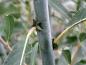 Preview: Detailaufnahme von Salix daphnoides Praecox