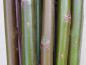 Preview: Salix daphnoides Praecox: Einjähriger Wintertrieb, noch ohne typische Bereifung