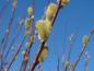 Preview: Detailaufnahme von Salix daphnoides Praecox