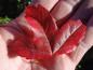 Preview: Prächtiges rotes Herbstlaub bei Acer buergerianum