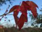 Preview: Schöne rote Herbstfärbung bei Acer buergerianum