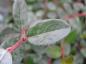 Preview: Sibirische Weide - rote Triebe und kleine, silberne Blätter