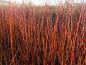 Preview: Triebfärbung von Salix Flame, aufgenommen im Dezember