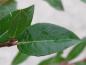 Preview: Blatt von Salix foetida