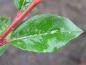 Preview: Blatt von Salix foetida