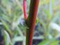 Preview: Roter einjähriger Trieb der Salix fragilis
