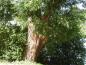 Preview: Tief gefurchter Stamm einer alten Salix fragilis