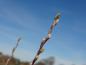 Preview: Triebspitze mit Blütenkätzchen von Salix glauca
