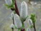Preview: Salix hastata Wehrhahnii mit Kätzchen im April