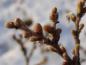 Preview: Winterknospen der Schweizer Weide