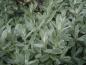 Preview: Salix helvetica - silbriges Laub