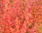 Preview: Herbstfärbung der Säulen-Berberitze (Berberis thunbergii Erecta)