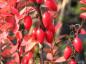 Preview: Früchte der Säulen-Berberitze (Berberis thunbergii Erecta)