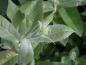 Preview: Salix hookeriana