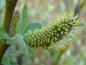 Preview: Salix hookeriana