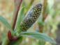 Preview: Salix hookeriana