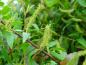 Preview: Fruchtstand Salix humilis