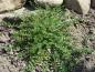Preview: Salix hylematica gepflanzt im Steingarten