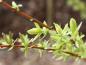 Preview: Buntblättrige Zierweide, Harlekinweide, Salix integra Hakuro Nishiki