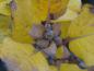 Preview: Gelbes Herbstlaub von Salix lanata