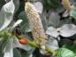 Preview: Kätzchen der Wollweide, Salix lanata