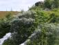 Preview: Wollweide, Salix lanata