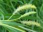 Preview: Salix medwedewii mit sommerlicher Blüte
