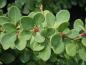 Preview: Teppich-Berberitze, Berberis thunbergii Green Carpet