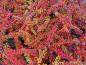 Preview: Berberis thunbergii Green Carpet im Herbstkleid