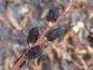 Preview: Die auffallenden schwarzen Kätzchen der Salix melanostachys
